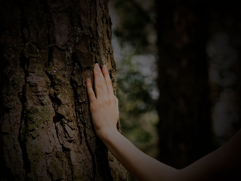 Hand Rub on Tree