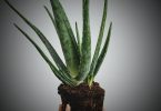 Aloe Vera Gel Benefit