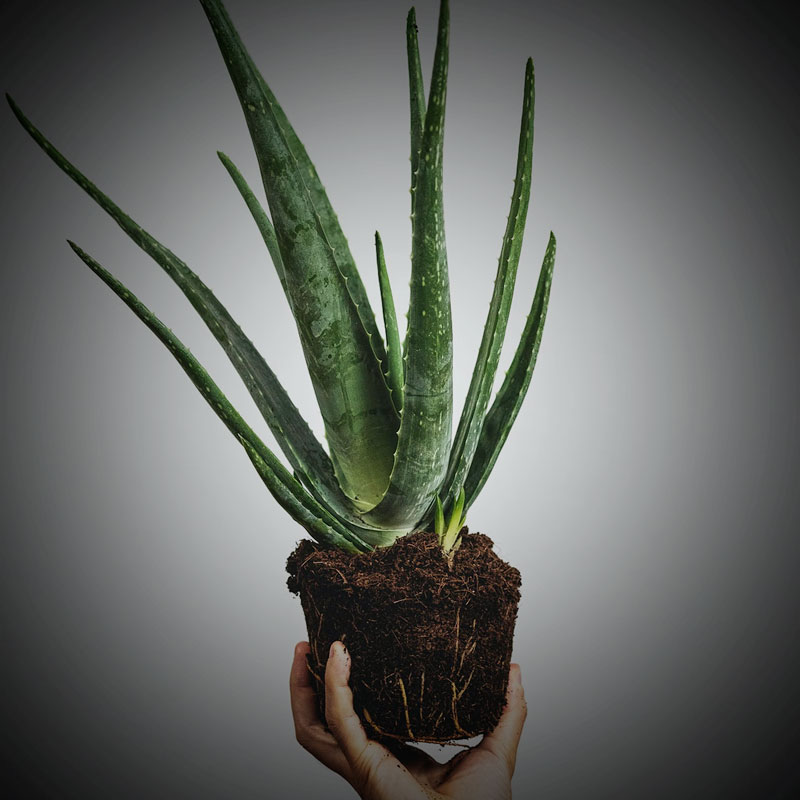 Aloe Vera Gel Benefit