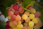 Grapes