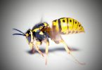 Wasp Dung Home Remedies