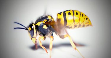 Wasp Dung Home Remedies